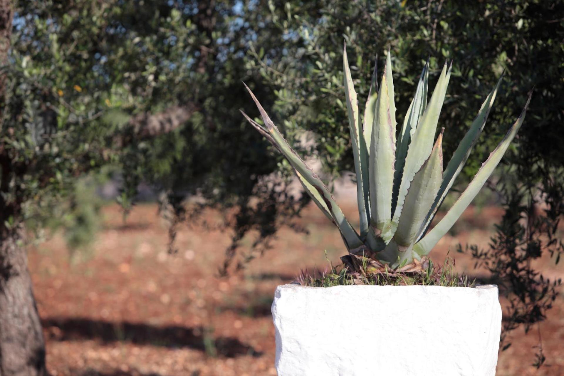 Pietra Pesara Bed & Breakfast Locorotondo Bagian luar foto